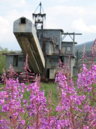 Fireweed at Chicken, Alaska