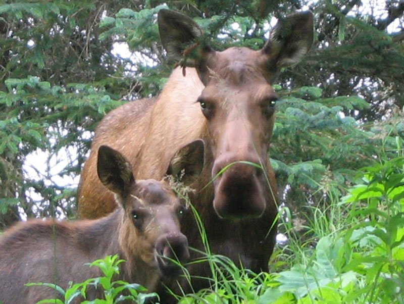 moose-calf.jpg