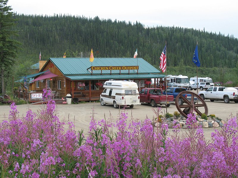 Fireweed at Chicken, Alaska
